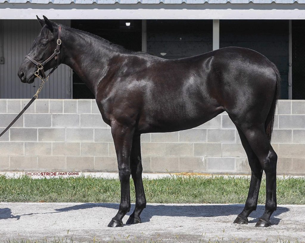 LightofMaine as a yearling at purchase Keeneland September Sale